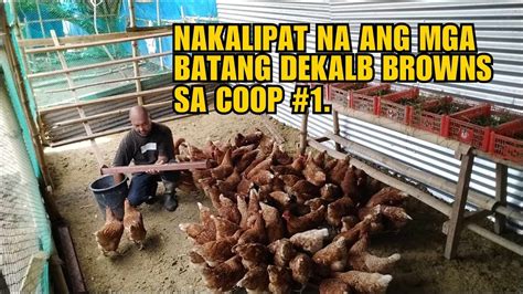 batang coop